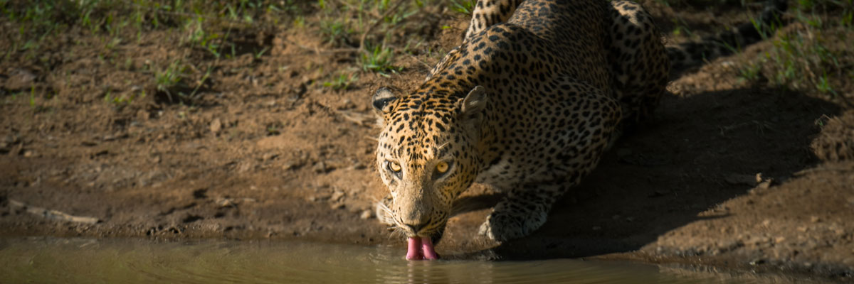 Sri Lanka Classic